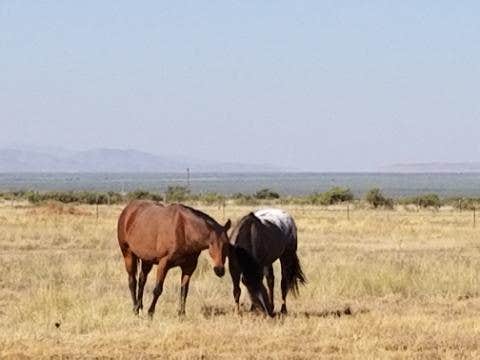 Camper-submitted photo at Rocking T Cattle Ranch near Elfrida, AZ