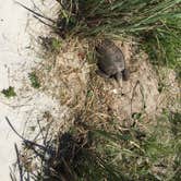Review photo of Atlantic Beach Campground — Fort Clinch State Park by Maethea R., July 10, 2018