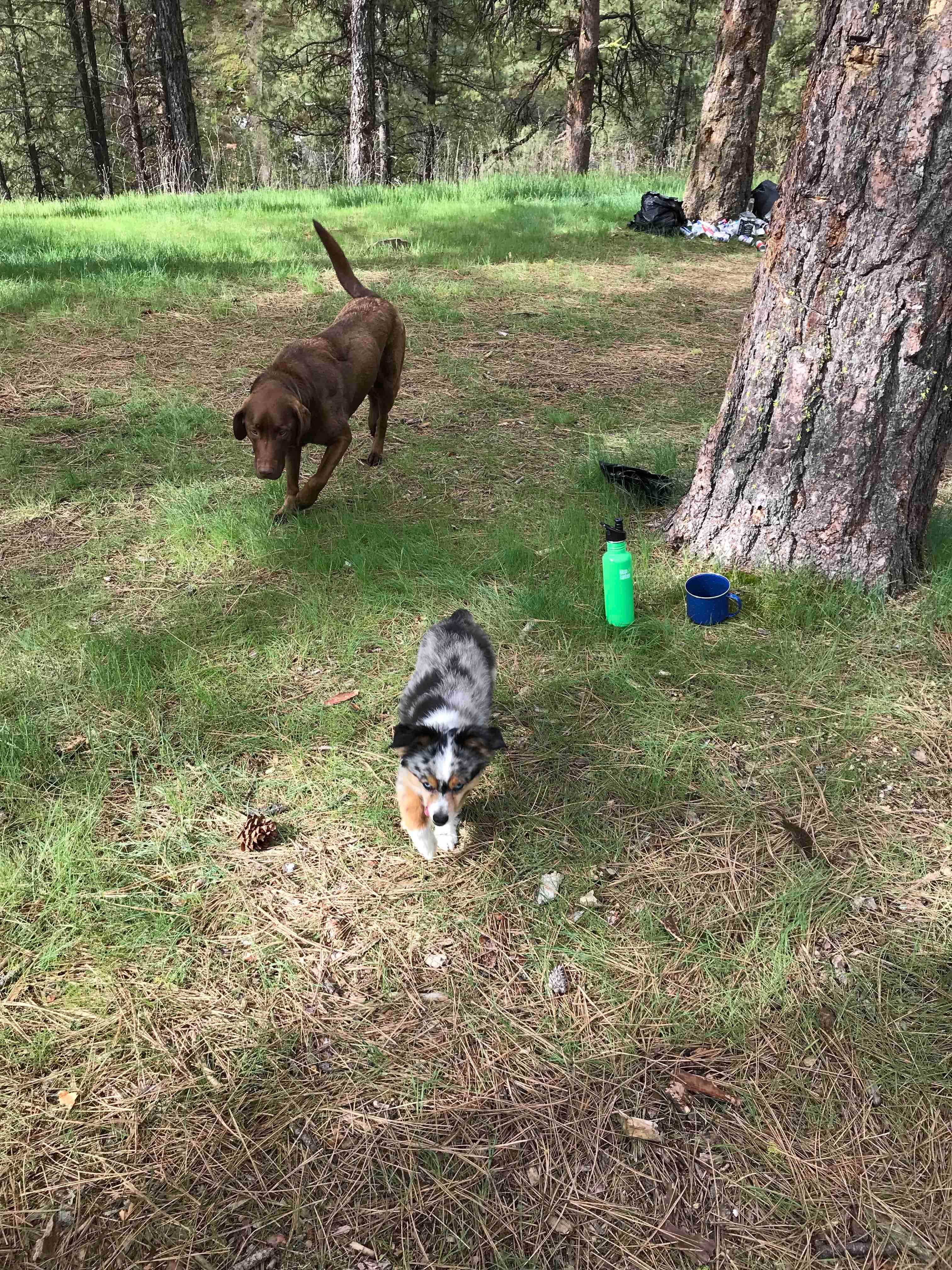 Eden T.'s photo of camping with pets at Pine Flats (ID) near Idaho City, ID
