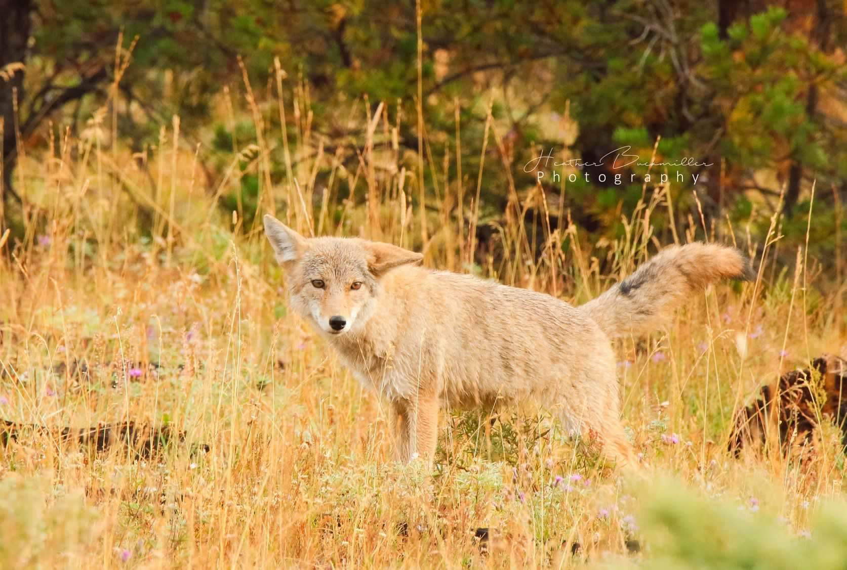 Heather K.'s photo of camping with pets at Yellowstone Park / West Gate KOA Holiday near West Yellowstone, MT