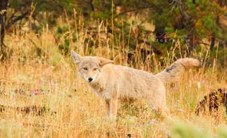 Heather K.'s photo of camping with pets at Yellowstone Park / West Gate KOA Holiday near West Yellowstone, MT