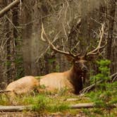 Review photo of Yellowstone Park / West Gate KOA Holiday by Heather K., February 15, 2022