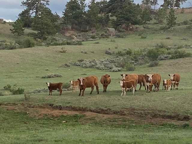 Camper-submitted photo at Logan Ranch Campground near Buford, WY