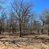 Review photo of Live Oak — Lake Mineral Wells State Park by Katie B., February 16, 2022