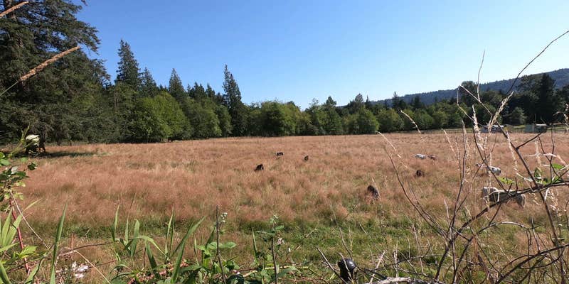 Camper submitted image from Hollyhock Farm