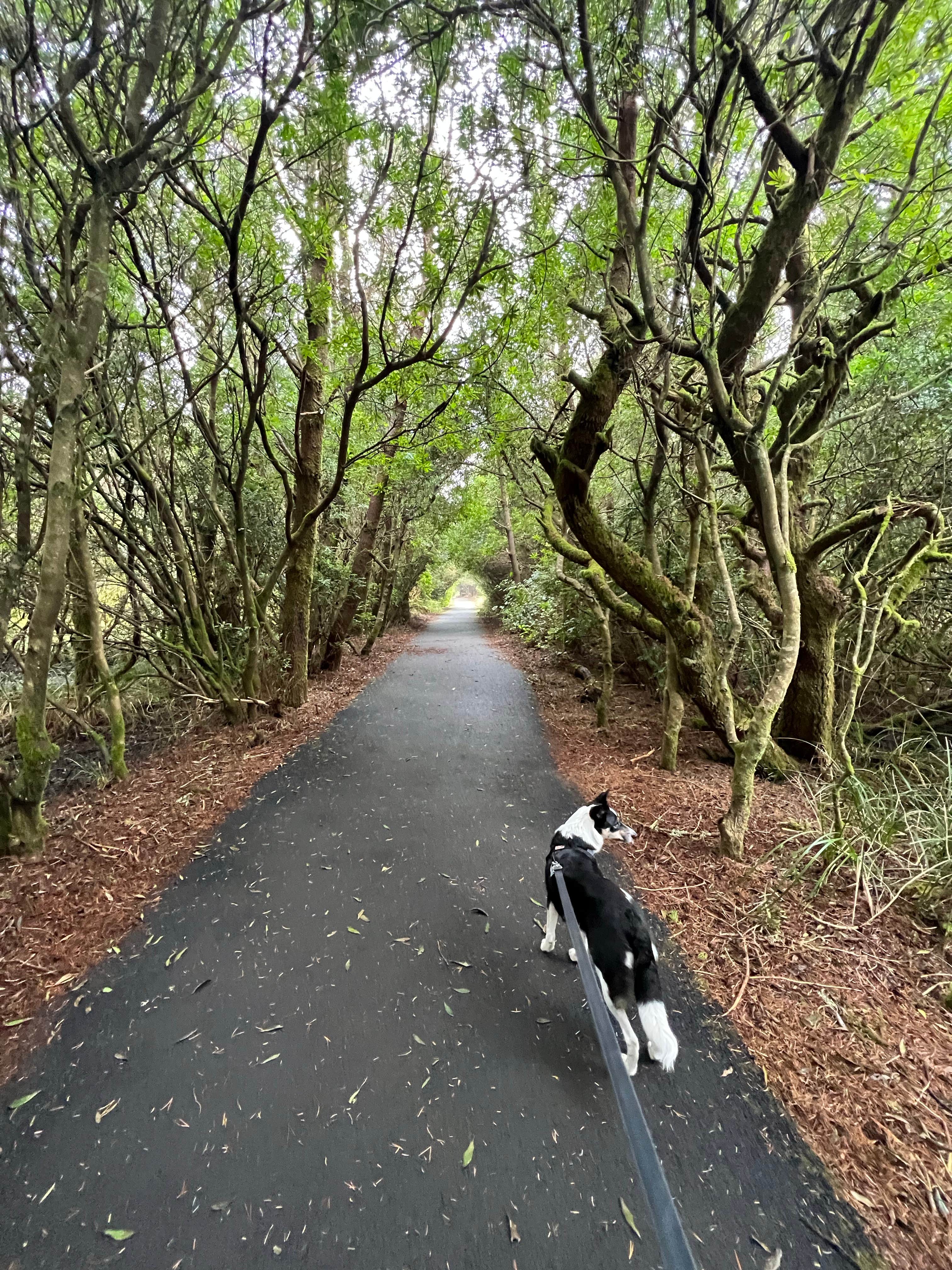 Casawndra P.'s photo of camping with pets at South Beach State Park Campground near Lincoln City, OR