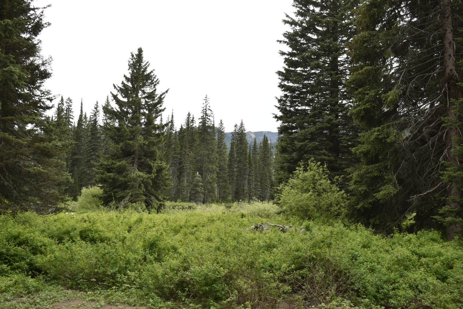Camper-submitted photo at Upper Whitefish Campground near Trego, MT
