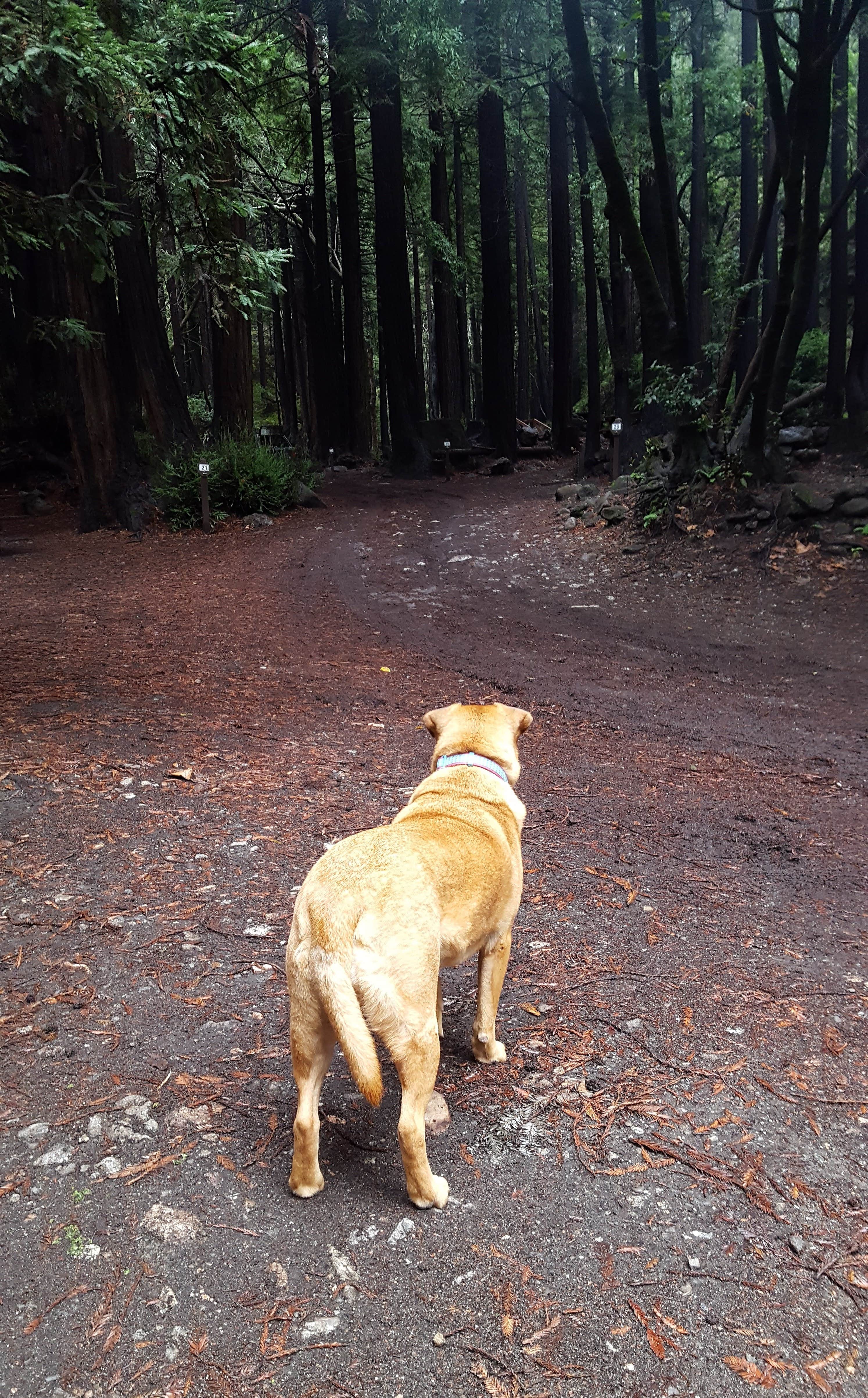Chris S.'s photo of camping with pets at Limekiln State Park Campground near Big Sur, CA