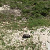 Review photo of Atlantic Beach Campground — Fort Clinch State Park by Maethea R., July 10, 2018