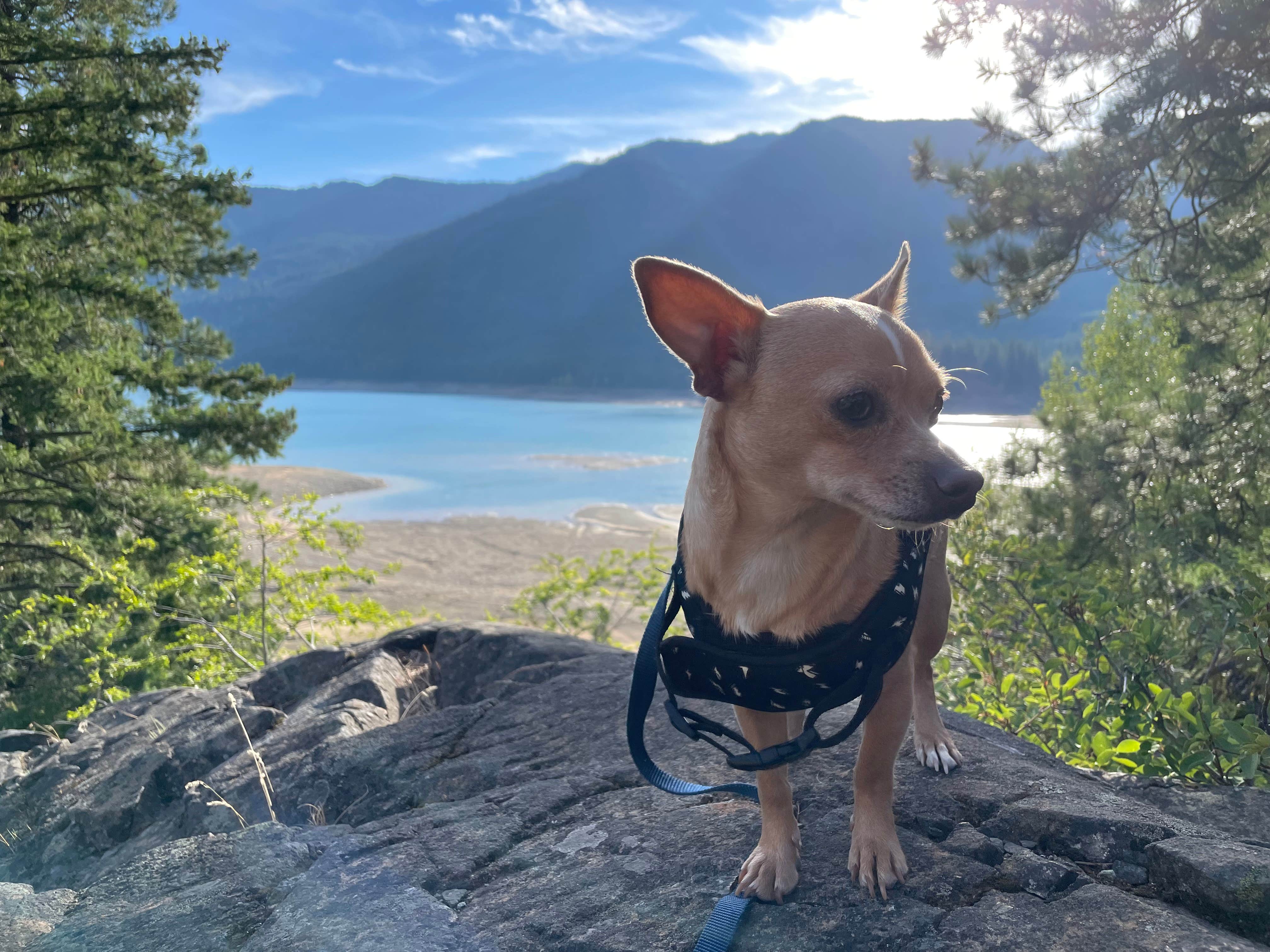 Jacob F.'s photo of camping with pets at Salmon La Sac near Easton, WA