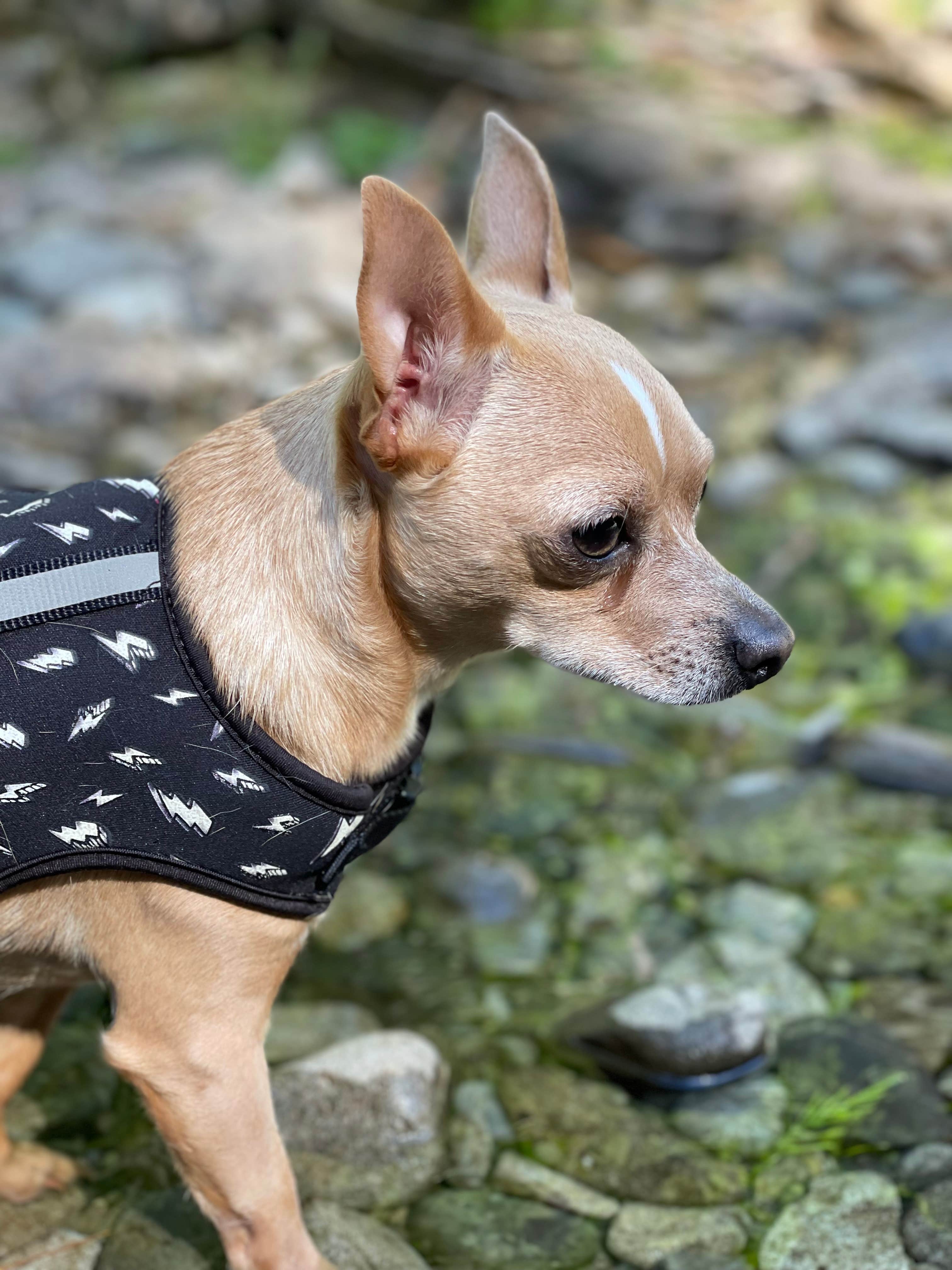 Jacob F.'s photo of camping with pets at Salmon La Sac near Roslyn, WA