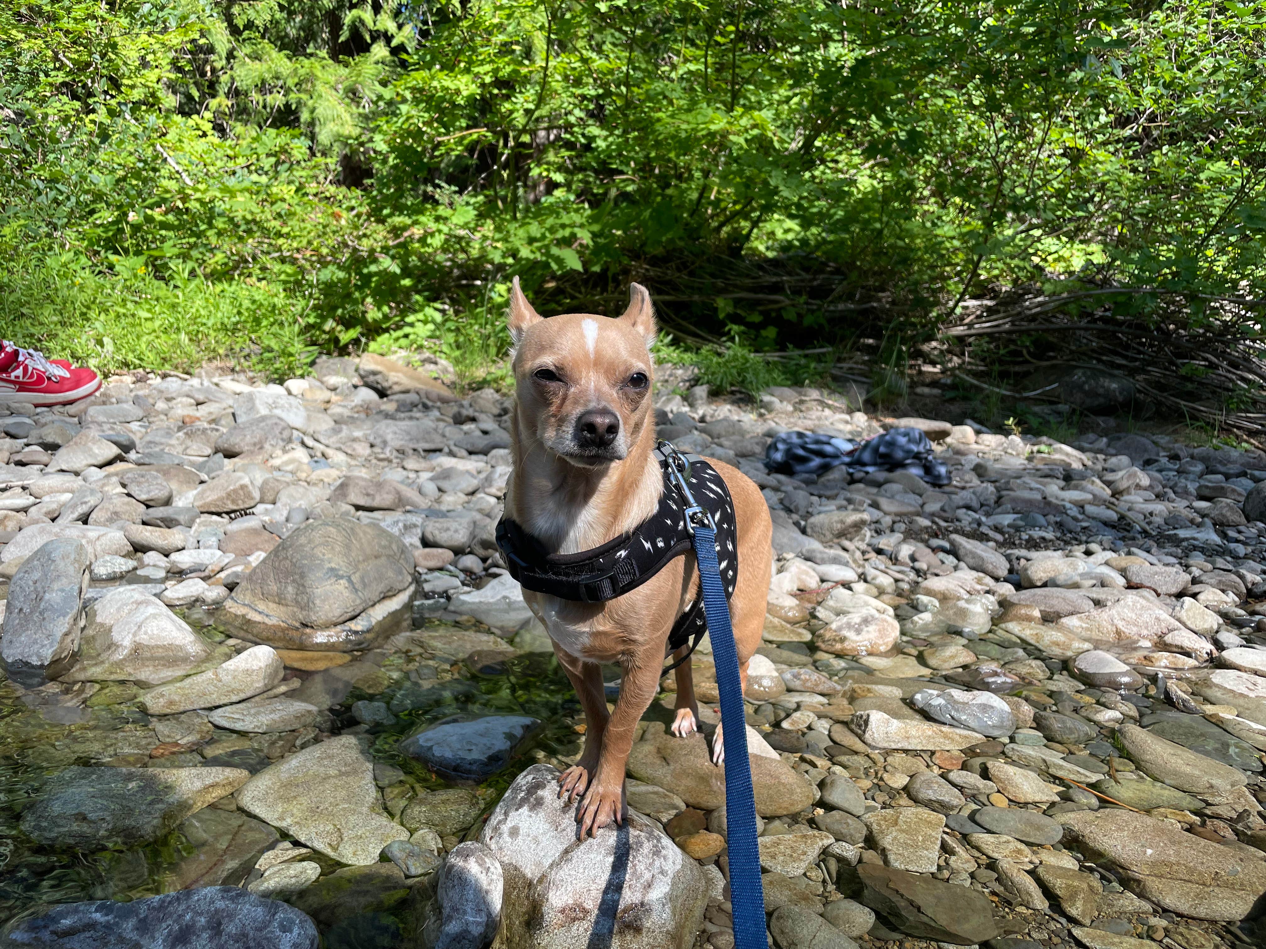 Jacob F.'s photo of camping with pets at Salmon La Sac near Okanogan-Wenatchee National Forest