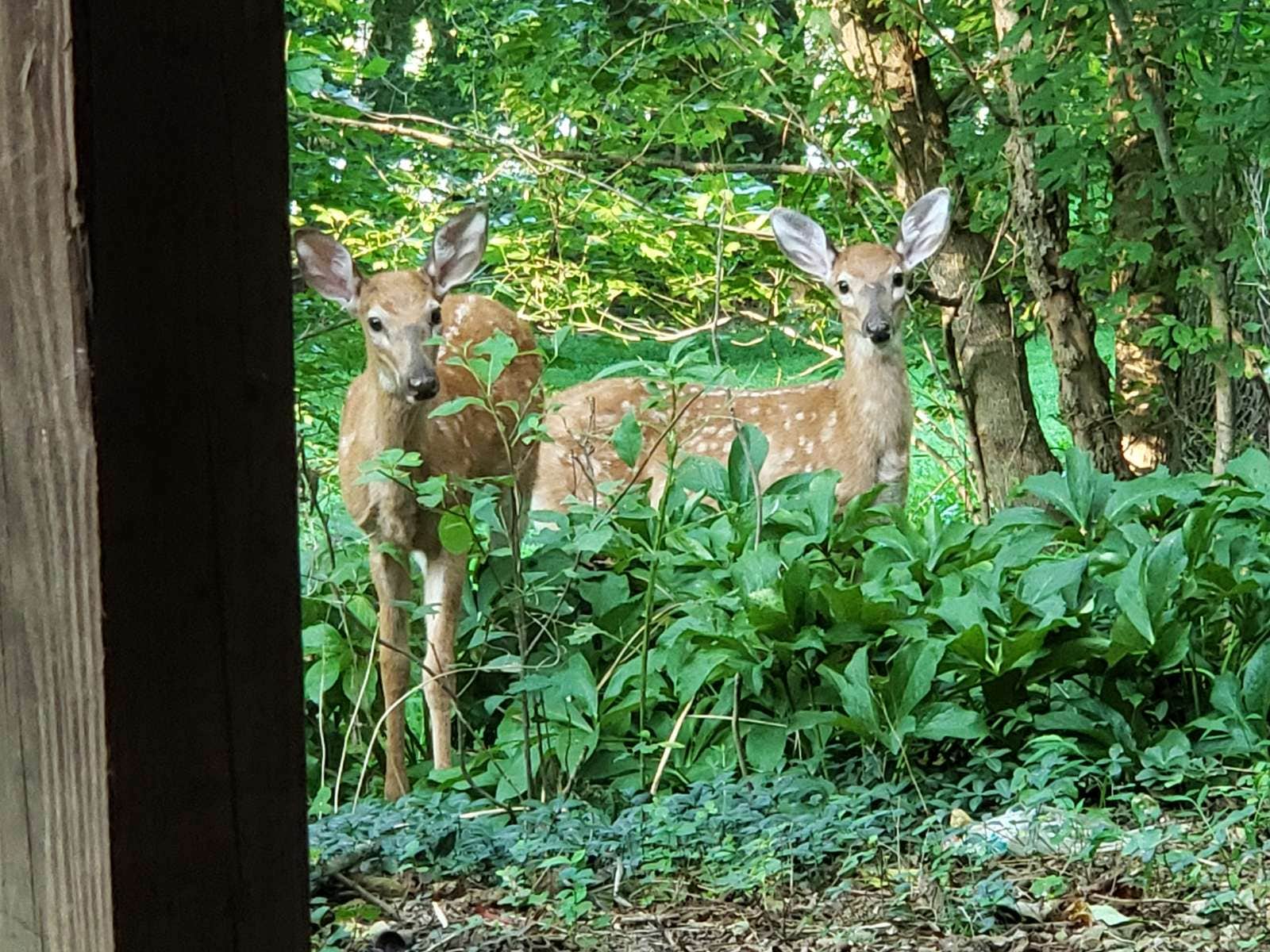 Camper-submitted photo at Shenandoah Adventures near Rippon, WV
