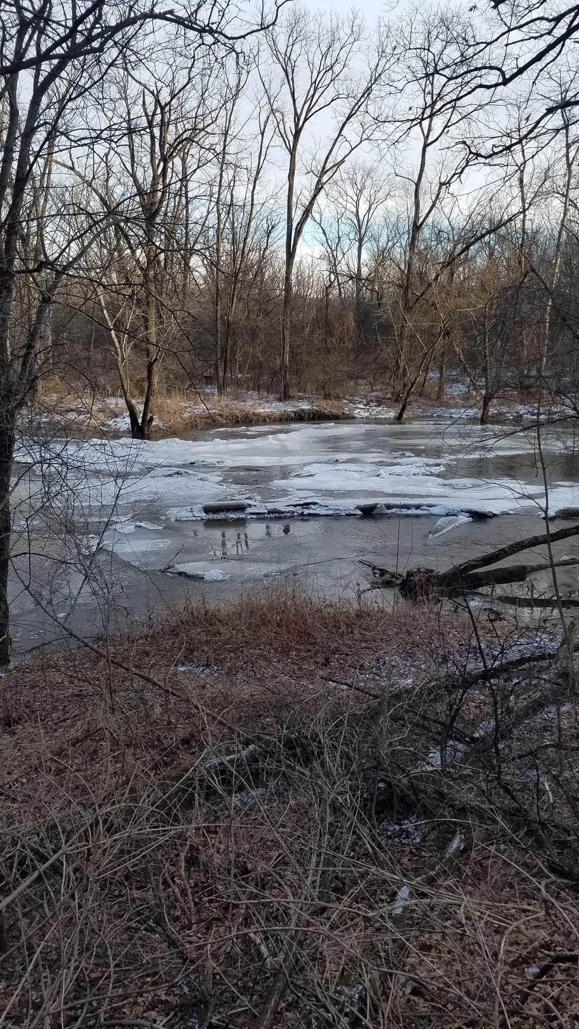 Camper submitted image from MacQueen Forest Preserve - 5