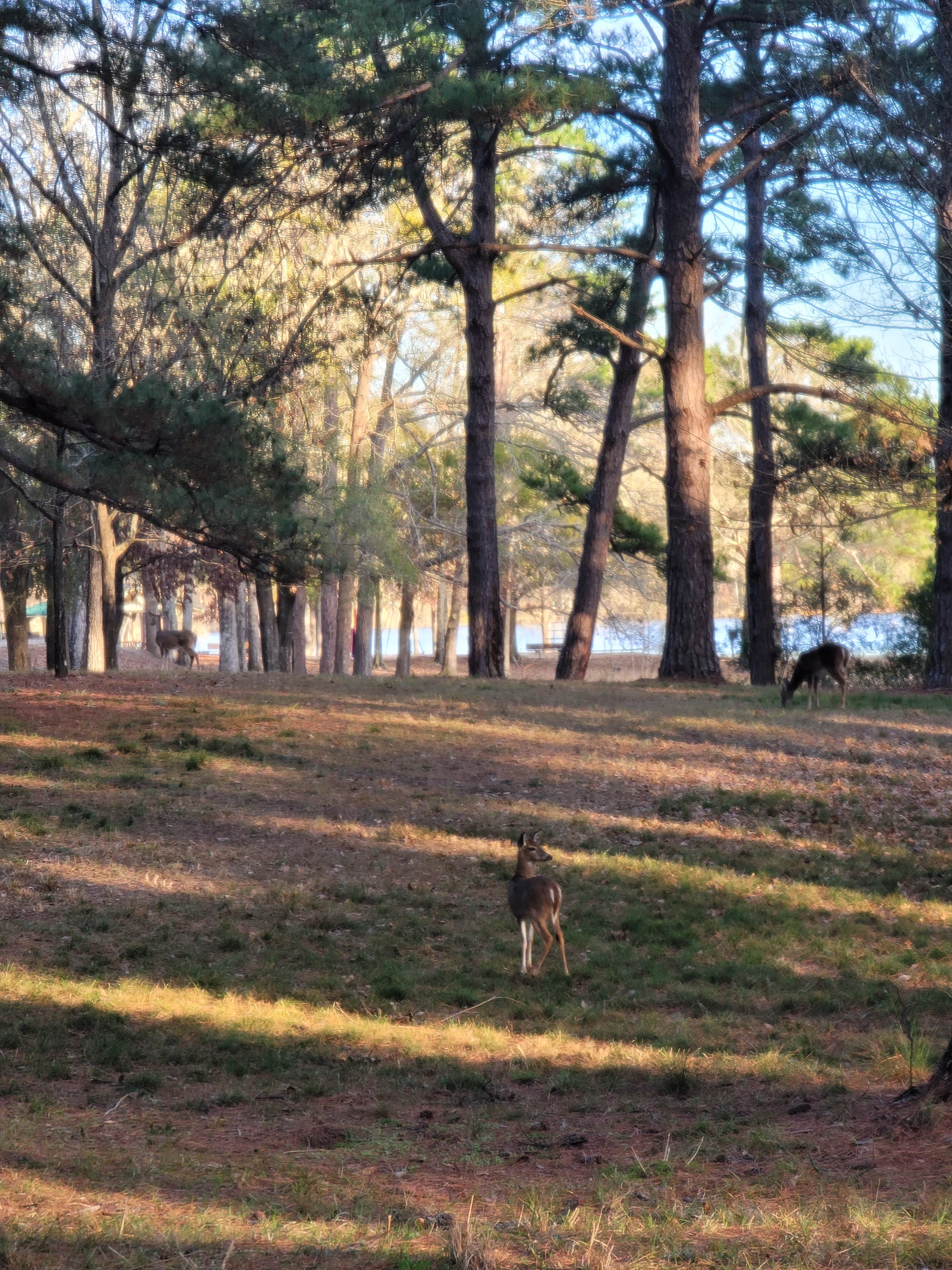 Fran H.'s photo of camping with pets at Cotton Hill near Dothan, AL