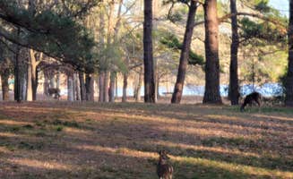 Fran H.'s photo of camping with pets at Cotton Hill near Blakely, GA
