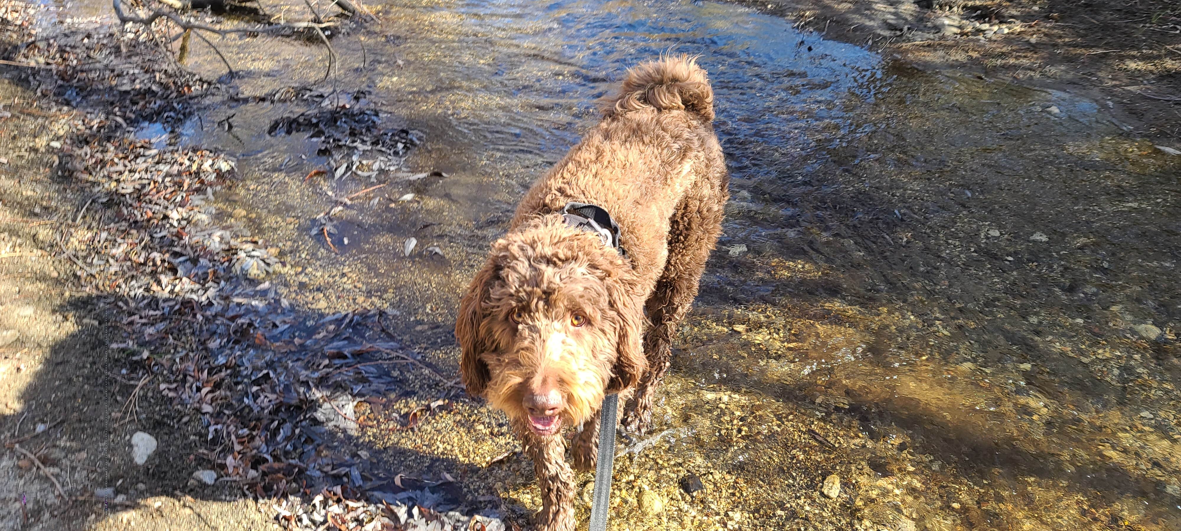 Brooke K.'s photo of camping with pets at Hurkey Creek Park near Idyllwild, CA