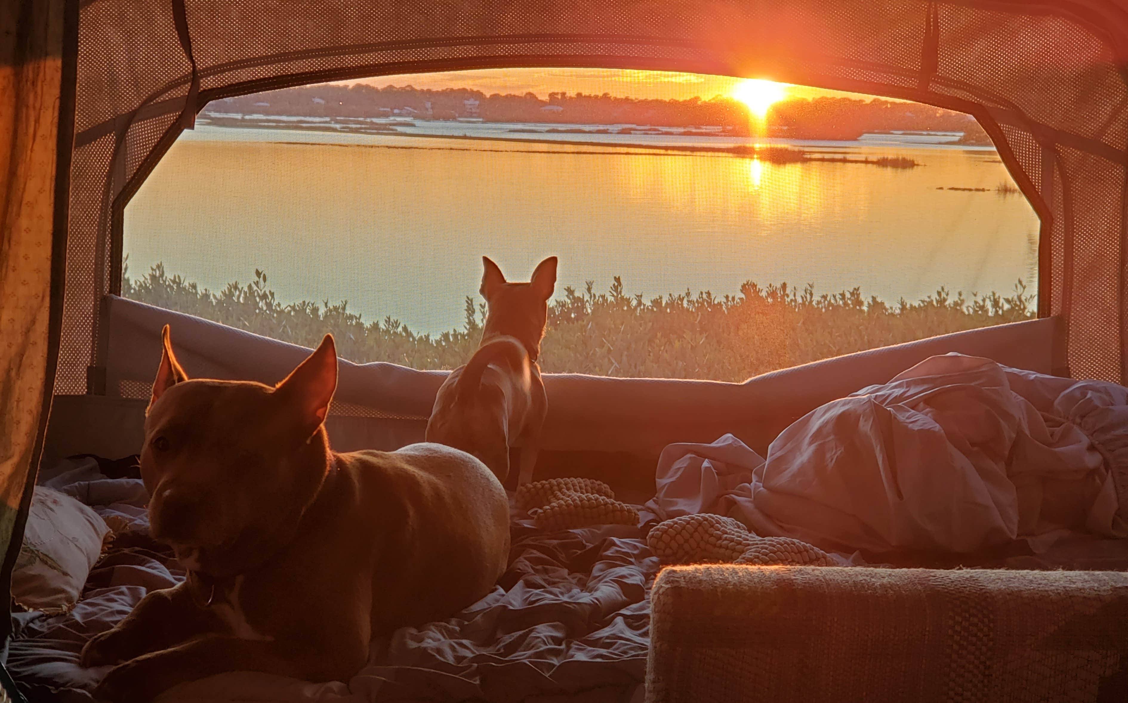 Denise H.'s photo of camping with pets at Sunset Isle RV Park near Chiefland, FL