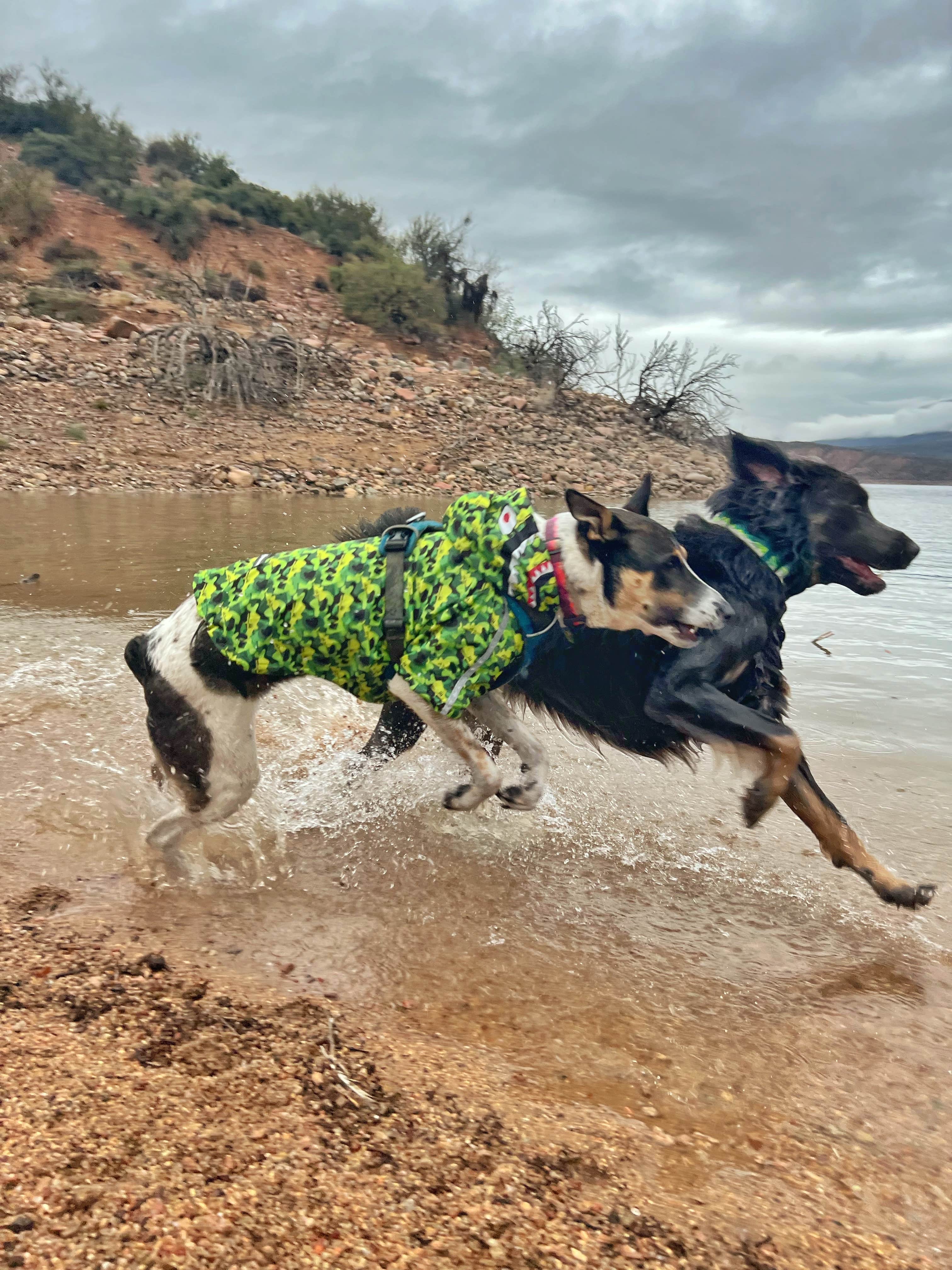 Kate  S.'s photo of camping with pets at Roosevelt Lake - Cholla Campground near Tonto National Forest
