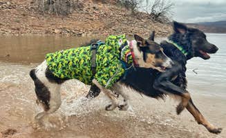 Kate S.'s photo of camping with pets at Roosevelt Lake - Cholla Campground near Tonto National Forest