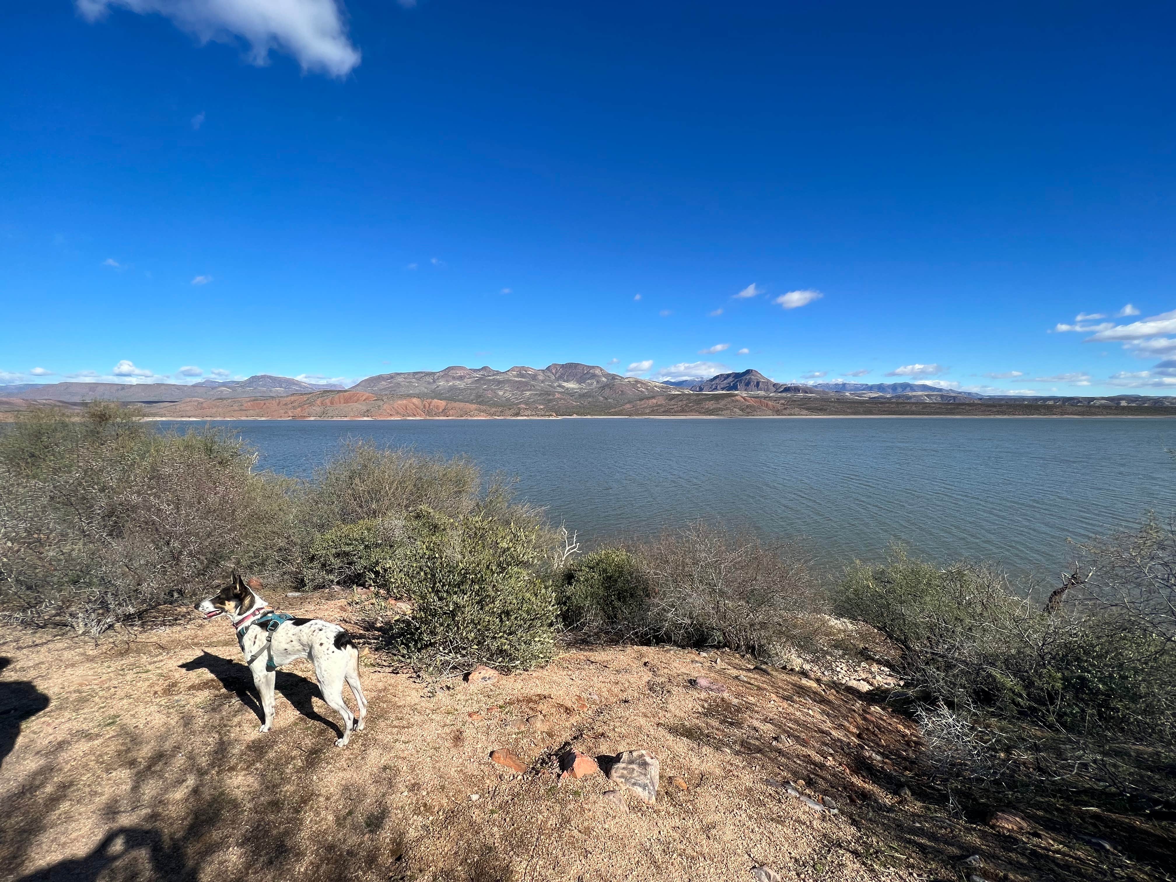 Camper submitted image from Roosevelt Lake - Cholla Campground - 2