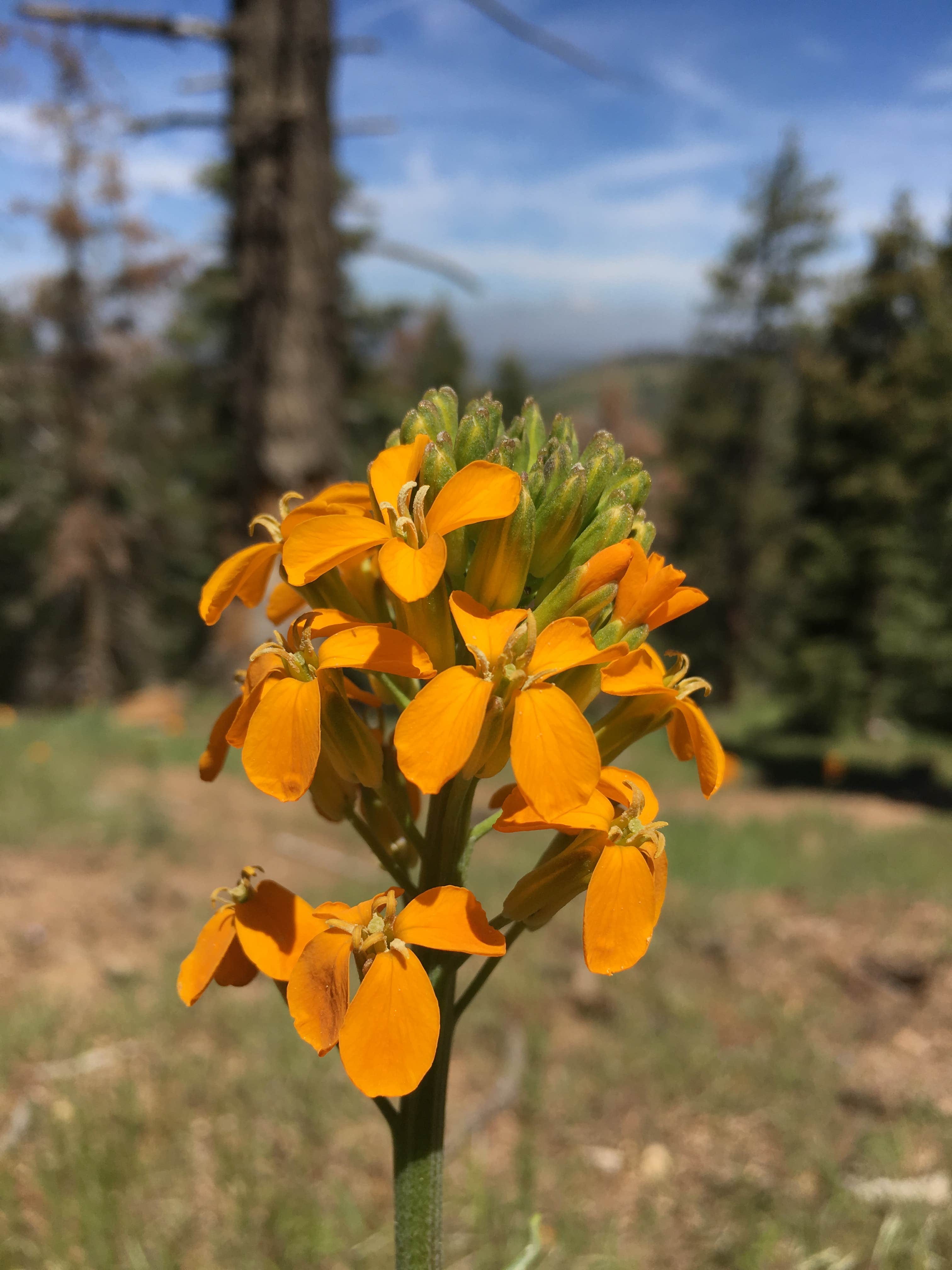 Camper submitted image from Tehachapi Mountain Park - 2