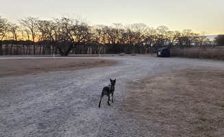 Denise V.'s photo of camping with pets at Bandera Crossing Riverfront RV Park near Von Ormy, TX