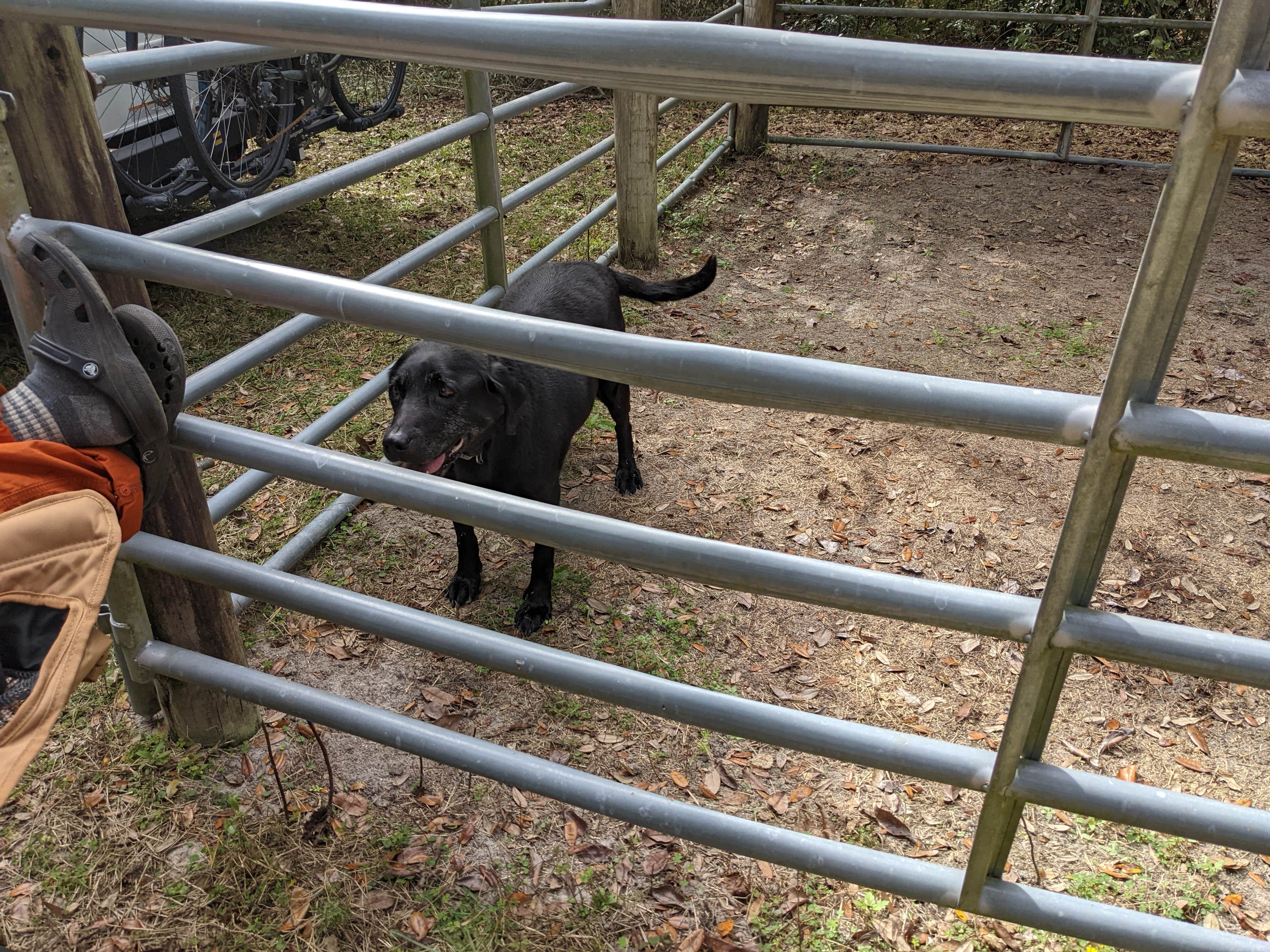 Camper-submitted photo at Bearhead Hammock Primitive Campsites — Withlacoochee State Forest near Hernando, FL