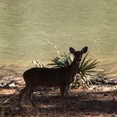 Review photo of Hamilton Branch State Park Campground by Steven S., February 23, 2022