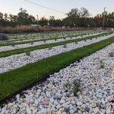 Review photo of Southern Grace Lavender Farm by Laura M., February 23, 2022