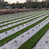 Review photo of Southern Grace Lavender Farm by Laura M., February 23, 2022