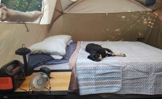 Dwain T.'s photo of camping with pets at Mt Pisgah Campground — Blue Ridge Parkway near Brevard, NC