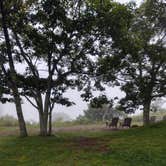 Review photo of Mt Pisgah Campground — Blue Ridge Parkway by Dwain T., February 24, 2022