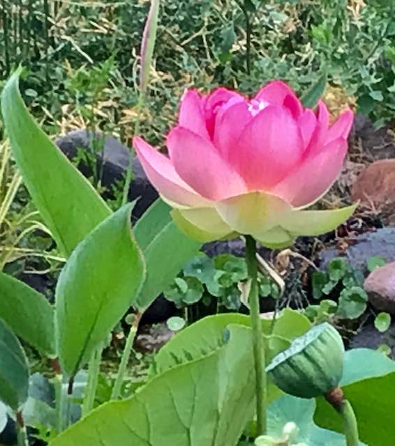 Camper-submitted photo at Behr Art B&B near Gila National Forest