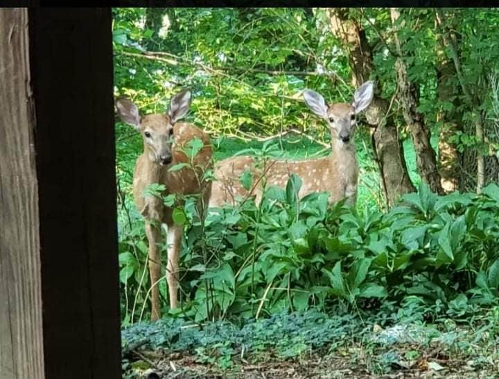 Camper-submitted photo at Shenandoah Adventures near Rippon, WV