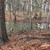 Review photo of North Toledo Bend State Park Campground by Aleia B., February 25, 2022