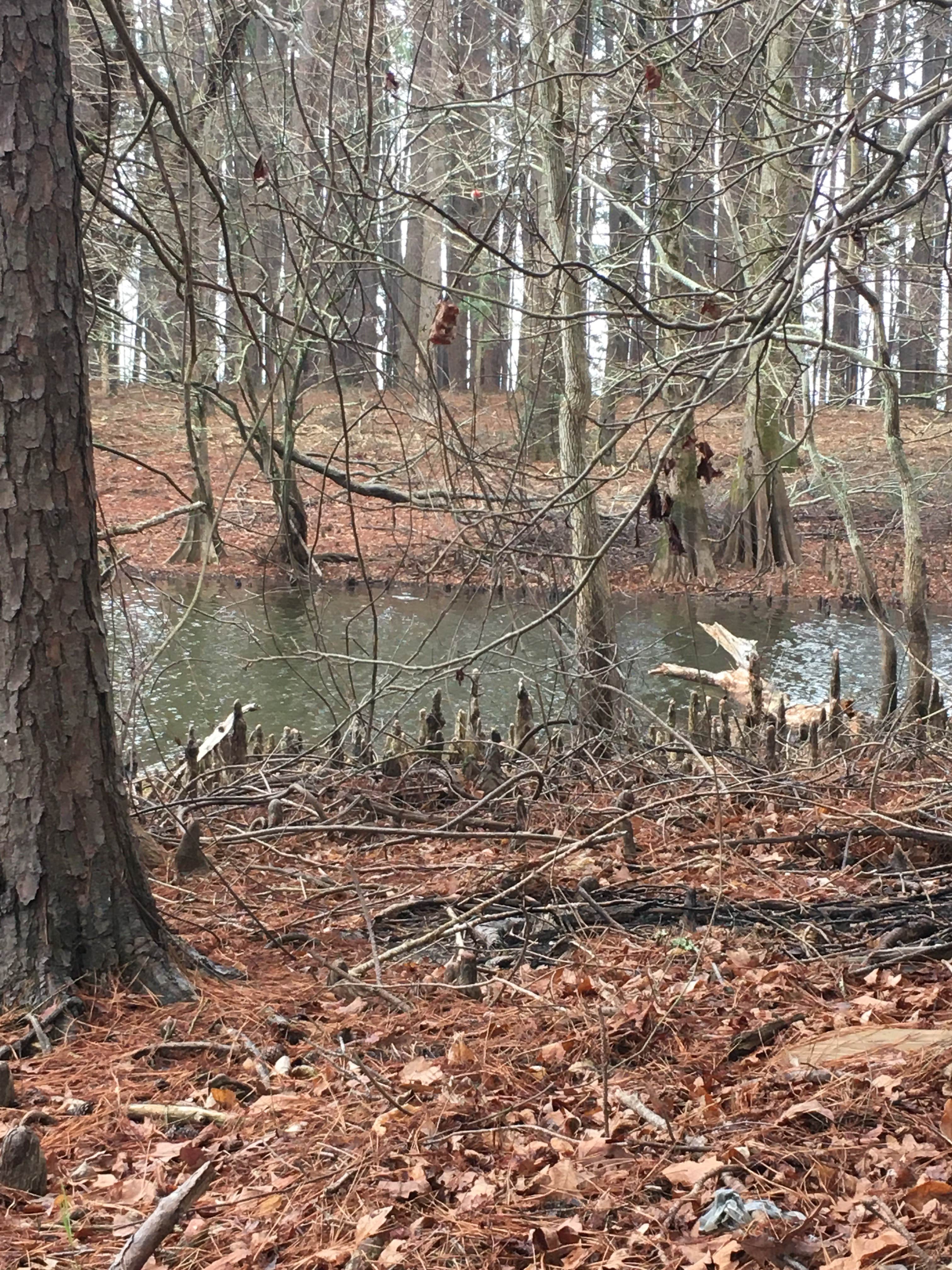 Camper submitted image from North Toledo Bend State Park Campground - 2