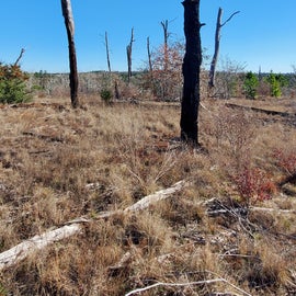Remnants of 2011 Fire