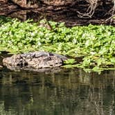 Review photo of Hillsborough River State Park Campground by Laura M., February 25, 2022