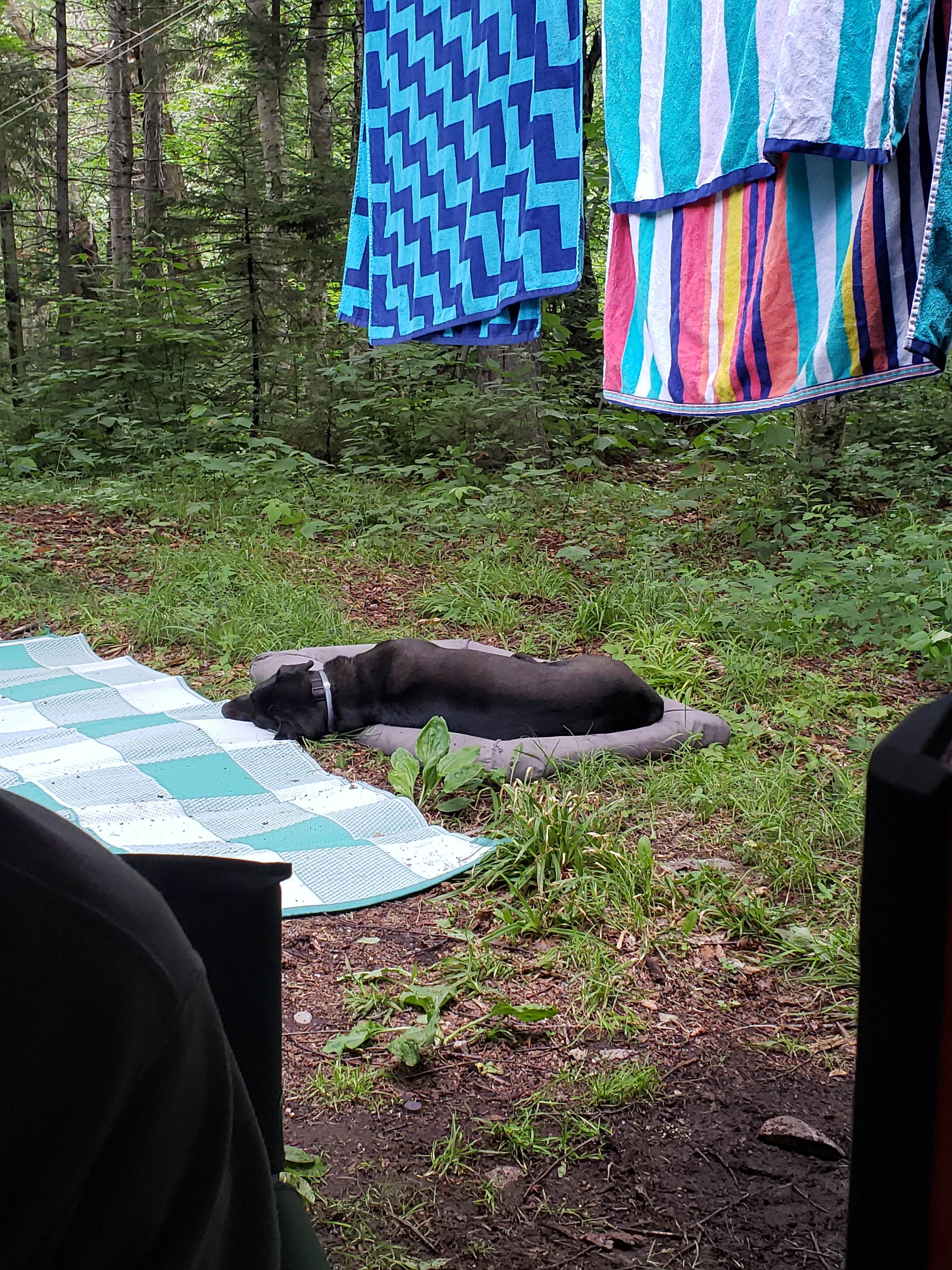 Camper-submitted photo at Dispersed site along Forest RD 71 near Whately, MA