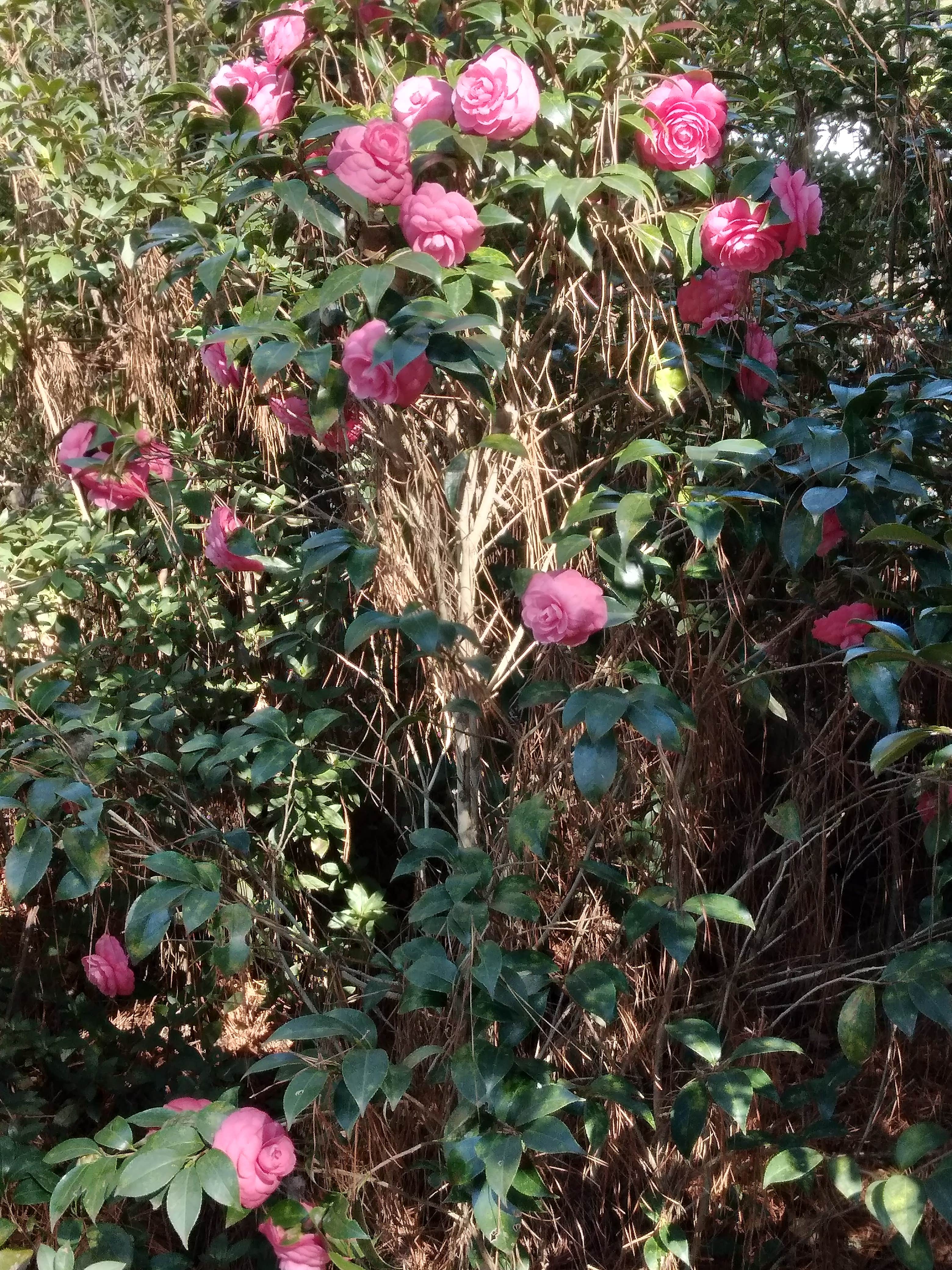 Cedar Creek Campground at Elease