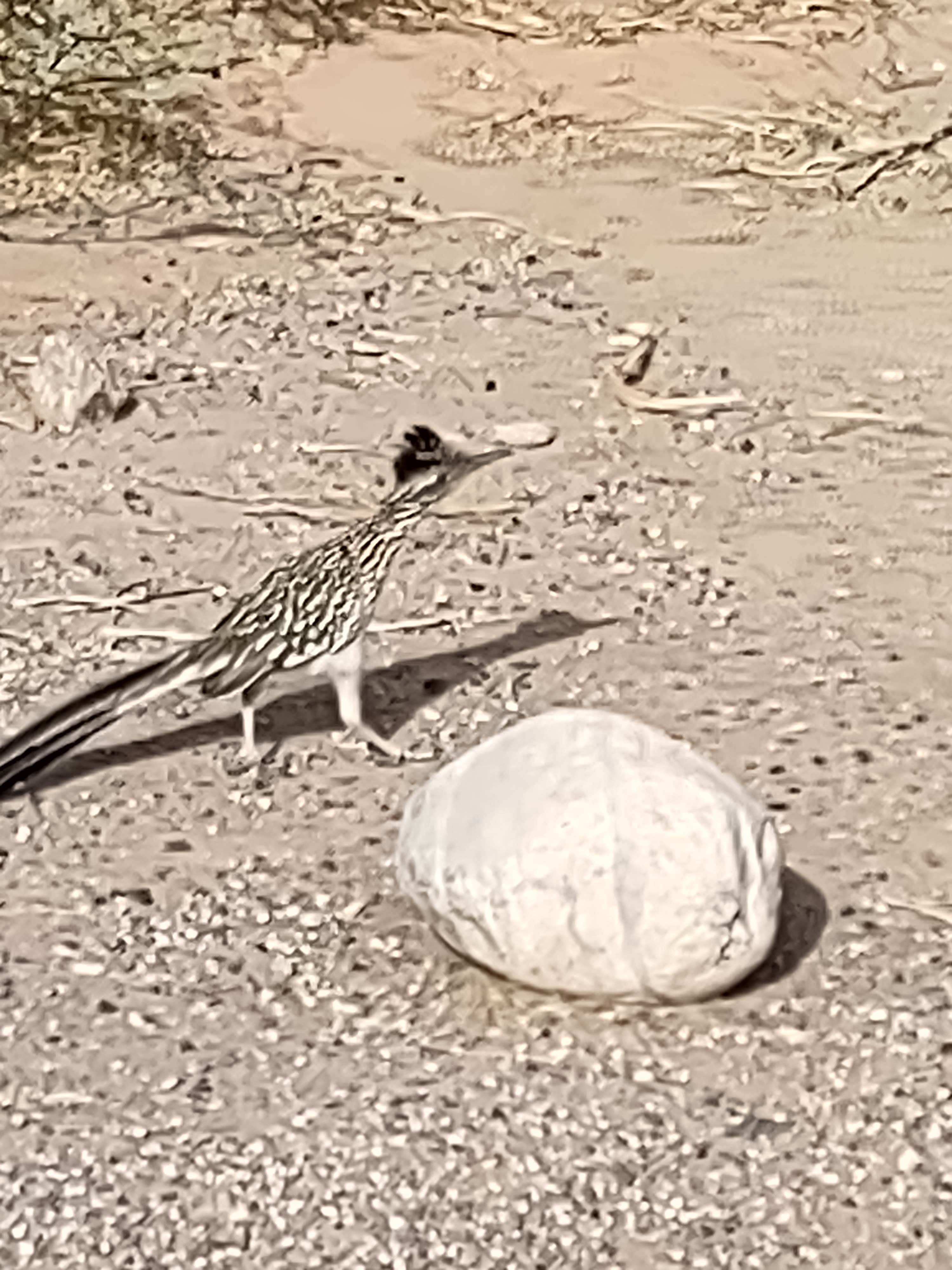 Camper-submitted photo at River Lodge Resort near Parker Dam, CA