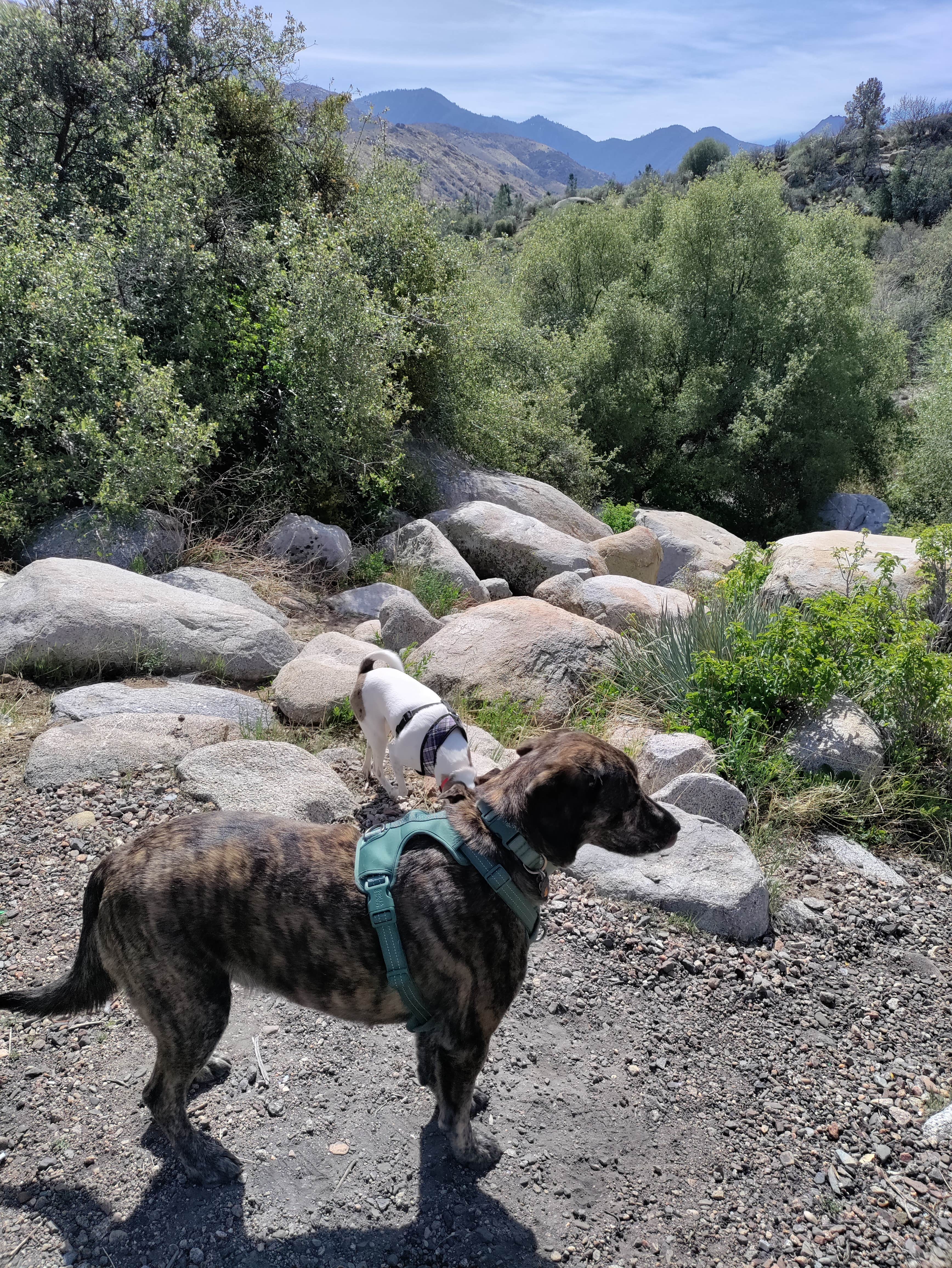 Kimberly's photo of camping with pets at Ant Canyon near Posey, CA