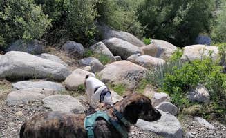 Kimberly's photo of camping with pets at Ant Canyon near Posey, CA
