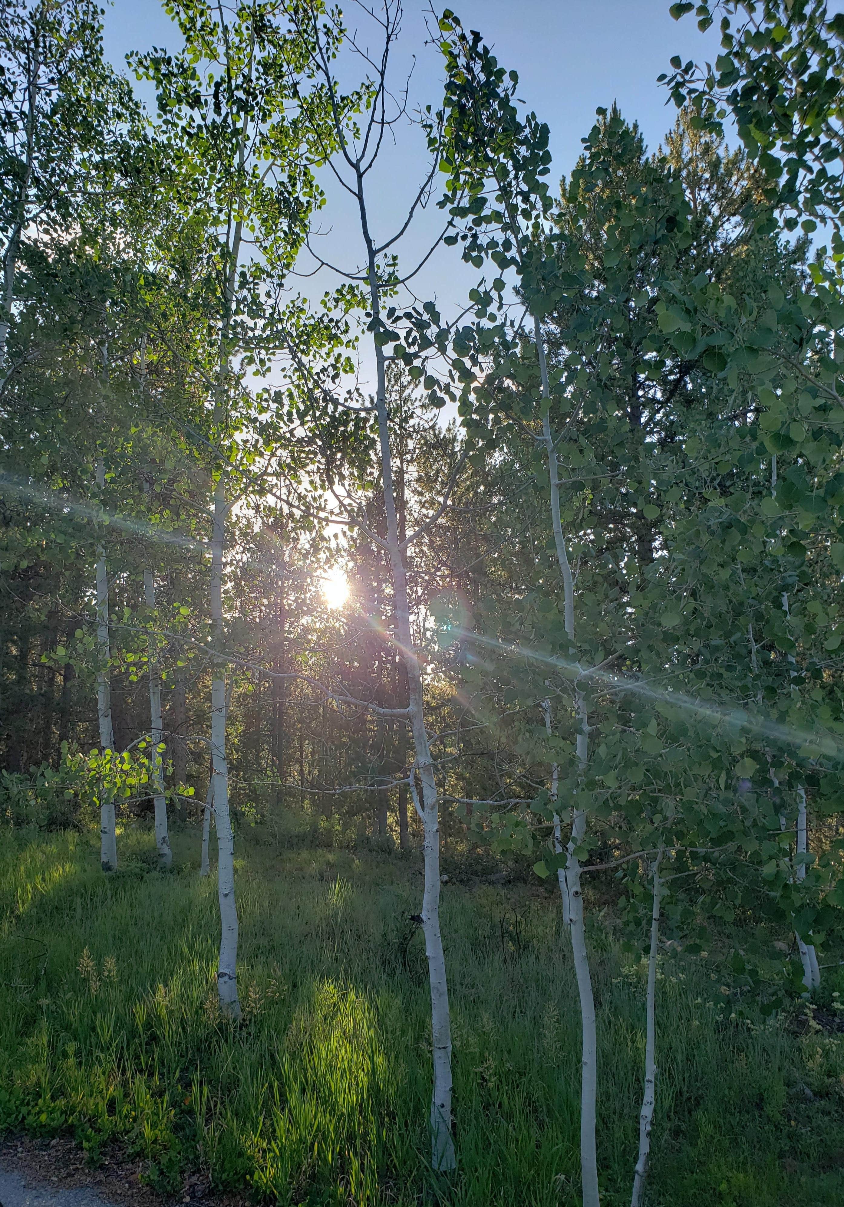 Camper-submitted photo at Currant Creek near Duchesne, UT