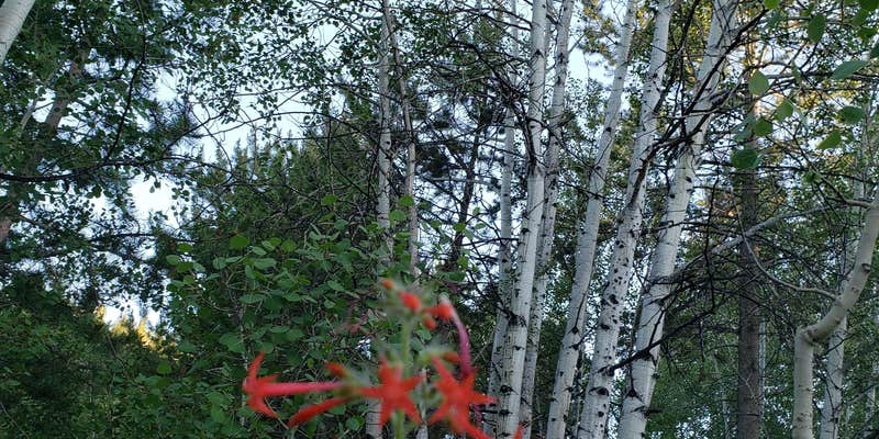 Camper submitted image from Currant Creek