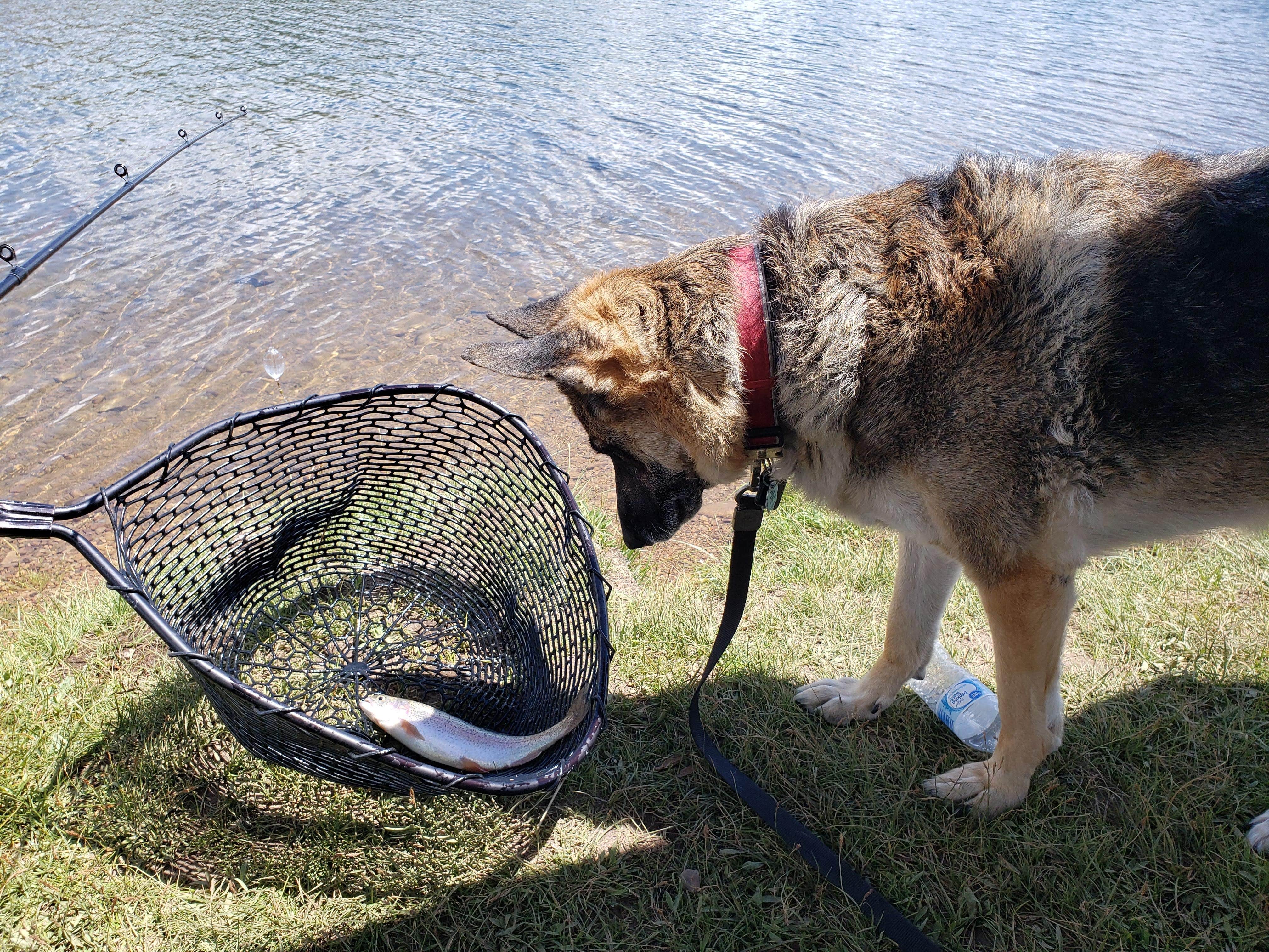 Michelle E.'s photo of camping with pets at Currant Creek near Duchesne, UT