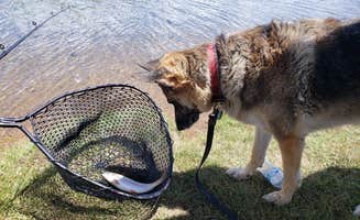 Michelle E.'s photo of camping with pets at Currant Creek near Hanna, UT