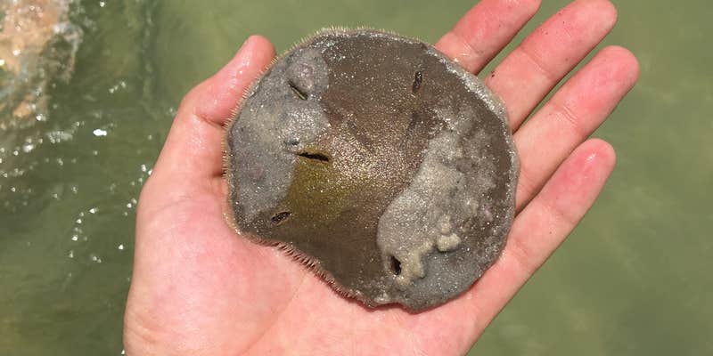 Camper submitted image from Caladesi Island State Park Campground