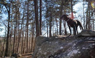 Ryan & Lorri R.'s photo of camping with pets at Wills Creek RV Park near Leesburg, AL